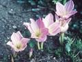 Colchicum speciosum Image 1