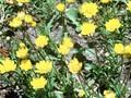 Coleostephus multicaulis Kobold Image 1