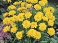 Coreopsis grandiflora Image 1