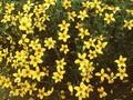 Coreopsis ferulifolia Image 1