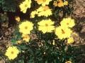 Coreopsis grandiflora Badengold Image 1