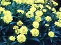 Coreopsis grandiflora Early Sunrise Image 1
