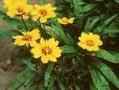 Coreopsis grandiflora Rotkehlchen Image 1