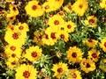 Coreopsis lanceolata Sterntaler Image 1