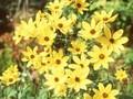 Coreopsis tripteris Image 1