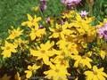 Coreopsis verticillata Golden Shower Image 1