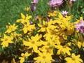 Coreopsis verticillata Grandiflora Image 1