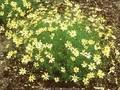 Coreopsis verticillata Moonbeam Image 1