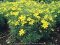 Coreopsis verticillata Zagreb Image 1