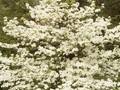 Cornus candidissima Image 1