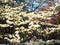 Cornus florida Cherokee Princess Image 1