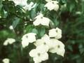 Cornus kousa var chinensis Image 1