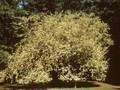 Cornus mas Variegata Image 1