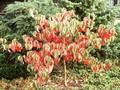 Cornus nuttallii Ascona Image 1