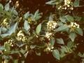 Cornus sericea Image 1