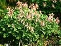 Corydalis bulbosa Image 1