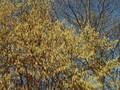 Corylus avellana Image 1