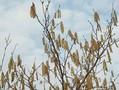 Corylus tubulosa Image 1