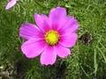 Cosmos bipinnatus Image 1