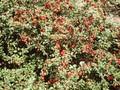 Cotoneaster adpressus Image 1