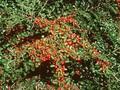 Cotoneaster adpressus var praecox Image 1