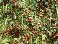 Cotoneaster applanatus Image 1