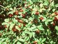 Cotoneaster bullatus Image 1