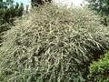 Cotoneaster conspicuus var. Decorus Image 1