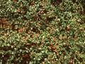 Cotoneaster Coral Beauty Image 1