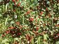 Cotoneaster dielsianus Image 1