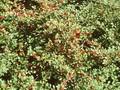 Cotoneaster divaricatus Image 1