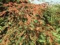 Cotoneaster floccosus Image 1