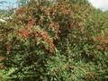 Cotoneaster hybridus Image 1