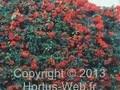 Cotoneaster pyracantha Image 1