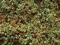 Cotoneaster Royal Beauty Image 1