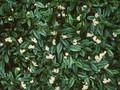 Cotoneaster salicifolius Parkteppich Image 1