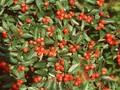 Cotoneaster sternianus Image 1