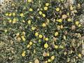 Cotula coronopifolia Image 1