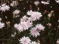 Crepis rubra Image 1