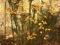 Crinitaria linosyris Image 1