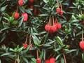 Crinodendron hookerianum Image 1