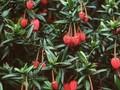 Crinodendron lanceolatum Image 1