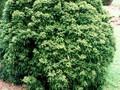 Cryptomeria japonica Bandai-sugi Image 1