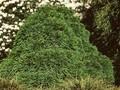 Cryptomeria japonica Compacta Image 1