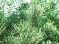 Cryptomeria japonica Dacrydioides Image 1