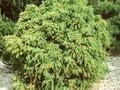 Cryptomeria japonica Elegans Compacta Image 1