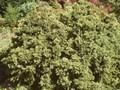 Cryptomeria japonica Globosa Nana Image 1