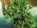 Cryptomeria japonica Jindai-sugi Image 1