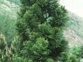 Cryptomeria japonica Lobbii Image 1
