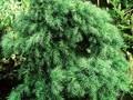Cryptomeria japonica Monstrosa Nana Image 1